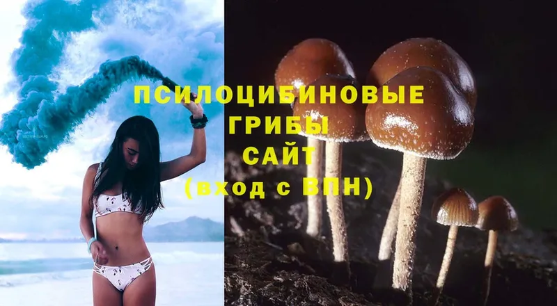 Псилоцибиновые грибы Psilocybe  OMG сайт  Гаджиево 